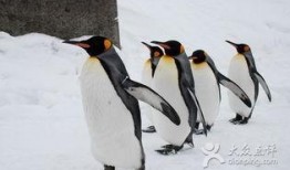 企鹅吃小瓜群,揭秘企鹅与小瓜的奇妙邂逅