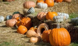 花车吃瓜,揭秘街头文化新潮流