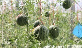 长垣吃瓜视频后续,真相大白，网友热议不断