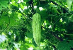 每日潍坊吃瓜,揭秘城市里的新鲜趣事