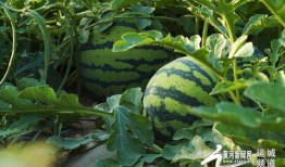 水头有瓜吃吗,揭秘水资源与瓜果种植的奇妙关系