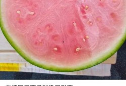 外国人免费吃瓜,外国人免费品尝瓜果的奇妙之旅