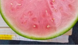 外国人免费吃瓜,外国人免费品尝瓜果的奇妙之旅