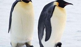 企鹅吃小瓜群,揭秘企鹅与小瓜的奇妙邂逅