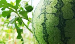 长垣吃瓜视频后续,真相大白，网友热议不断