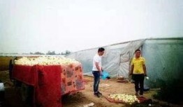 吃瓜河北魏县,吃瓜群众的美食之旅