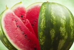 吃瓜少女魏淑芬吃西瓜,魏淑芬吃瓜少女的甜蜜西瓜之旅