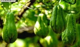 符儿瓜怎样吃,探索美味与营养的完美结合