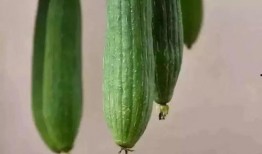 期末前吃瓜,揭秘期末前吃瓜盛况