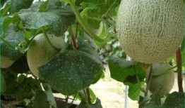 吃哈密瓜会被晒黑吗,揭秘水果与皮肤晒黑的关系