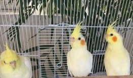 吃瓜大嘴鸟,揭秘娱乐圈的“瓜王”传奇