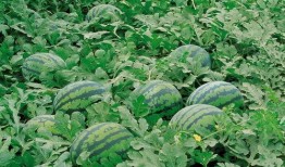 吃瓜河北魏县,吃瓜群众的美食之旅