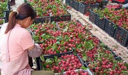 广西桂平吃瓜,探寻广西桂平特色美食之旅