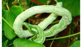 蛇瓜去皮吃吗,美味与健康的完美结合