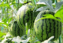 在线吃瓜今日吃瓜中心,揭秘娱乐圈最新热点事件