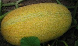 吃木瓜可以吃哈密瓜吗,同食可否共享美味？