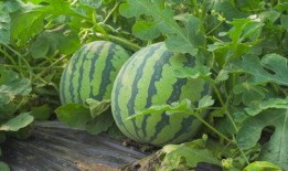 山西汾阳吃瓜视频,一场别开生面的吃瓜盛宴