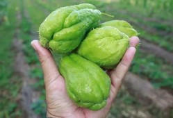 金某某吃瓜,揭秘娱乐圈背后的真相