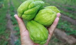 金某某吃瓜,揭秘娱乐圈背后的真相