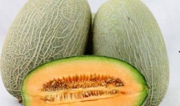 吃哈密瓜会被晒黑吗,揭秘水果与皮肤晒黑的关系