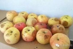 厦门上午吃瓜,瓜香四溢的悠闲时光