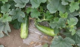 花皮瓜怎么吃,解锁美味新体验