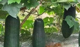 老猹吃嫩瓜,揭示生态平衡中的智慧法则