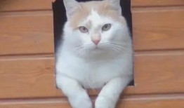 吧唧小猫吃瓜群,揭秘网络社交圈的趣味与争议