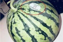 济宁网红吃瓜,揭秘幕后故事与热门话题