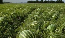 瓜田里免费吃瓜,免费吃瓜乐无边