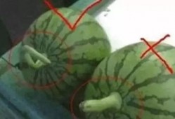 符儿瓜怎样吃,探索美味与营养的完美结合