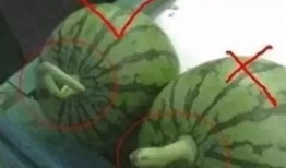 符儿瓜怎样吃,探索美味与营养的完美结合