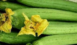 老猹吃嫩瓜,揭示生态平衡中的智慧法则