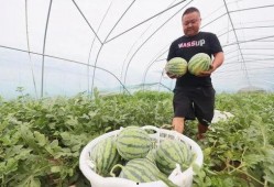 瓜田里免费吃瓜,免费吃瓜乐无边