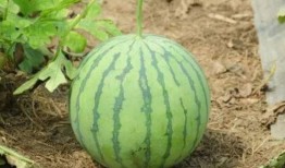 老雄瓜怎么吃,解锁美味新体验