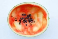 吃瓜圆勺子,揭秘吃瓜圆勺子的独特魅力与趣味生活