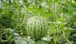 张露文抓哥瓜吃瓜网,揭秘吃瓜网背后的娱乐风云