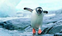 企鹅吃小瓜群,揭秘企鹅与小瓜的奇妙邂逅