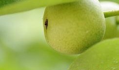 肺癌可以吃吊瓜,吊瓜助力康复之旅