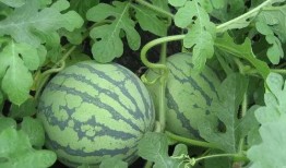 吃瓜不能吃肉,远离肉食诱惑