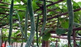 蛇瓜去皮吃吗,美味与健康的完美结合