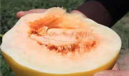 蜜瓜不甜怎么吃,蜜瓜不甜的创意食用攻略