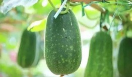 吃瓜大好人,揭秘娱乐圈的甜蜜与苦涩