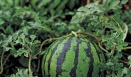 圆的吃瓜勺子,探索创意与美食的完美融合