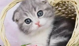 吧唧小猫吃瓜群,揭秘网络社交圈的趣味与争议