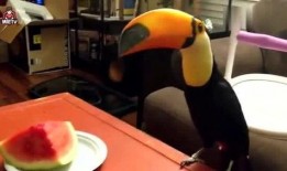 吃瓜大嘴鸟,揭秘娱乐圈的“瓜王”传奇