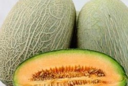 吃哈密瓜背景,品味西域甜蜜诱惑