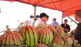 花车吃瓜,揭秘街头文化新潮流