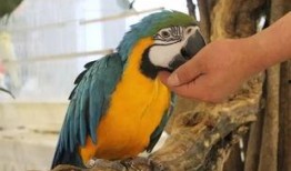 吃瓜大嘴鸟,揭秘娱乐圈的“瓜王”传奇