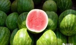 吃瓜河北魏县,吃瓜群众的美食之旅